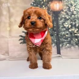 Candy - Red female Cavapoo puppy in Pocasset, Massachusetts from Mini Goldendoodles of Cape Cod