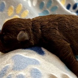 Miniature Schnauzer Puppies from The schnauzer Shack