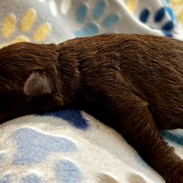 Miniature Schnauzer Puppies from The schnauzer Shack