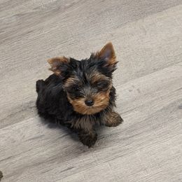 Yorkshire Terrier Puppies from Wild Azalea Yorkies on FB