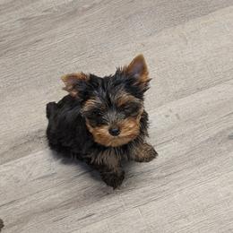 Yorkshire Terrier Puppies from Wild Azalea Yorkies on FB