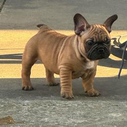 Elvis - Fawn male French Bulldog puppy in Girard, Kansas from Frenchie Kingdom