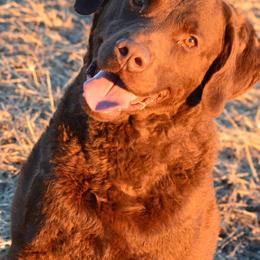 Chesapeake Bay Retrievers from Blackwood Chesapeakes