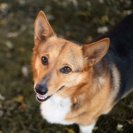 Tessa - Pembroke Welsh Corgi