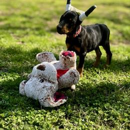Pink - Black and rust female Doberman Pinscher puppy in Medina, Tennessee from Valorosa Doberman Kennel