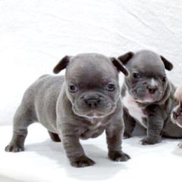 French Bulldog Puppies from Pawzitive Frenchies