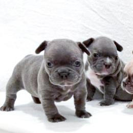 French Bulldog Puppies from Pawzitive Frenchies
