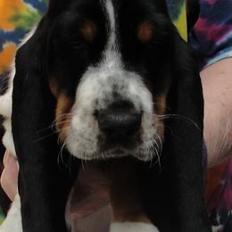 Basset Hound Puppies from Sandie Roush