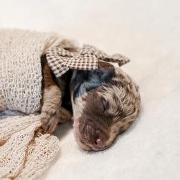 Morrocco - Merle female Labradoodle puppy in Kingston, Georgia from CC Familydoodles