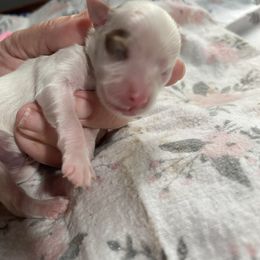 Joy - Fawn sable female Havanese puppy in Cochran, Georgia from Dean Supreme