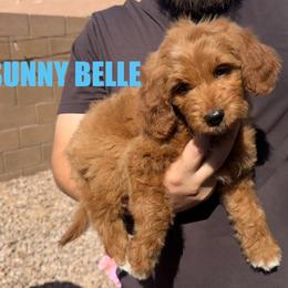 Sunny Belle - Female - Red female Bernedoodle puppy in Peoria, Arizona from Wroth's Pawsibilities