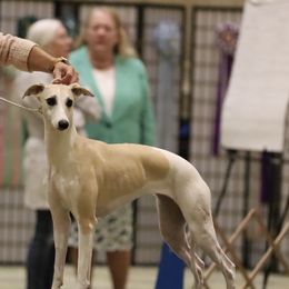 Whippet All Grown Up from Timbreblue Whippets