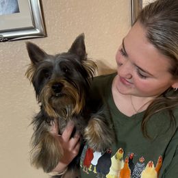 Disney - Silver black and tan male Silky Terrier puppy in Trenton, Florida from Pawsibility Silky Terriers