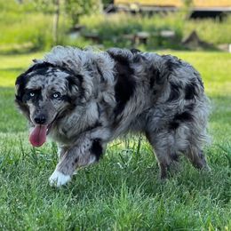 Rip - Australian Shepherd