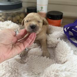 Myrtle - Light golden female Golden Retriever puppy in Cherry Tree, Pennsylvania from Plumcreek Acres