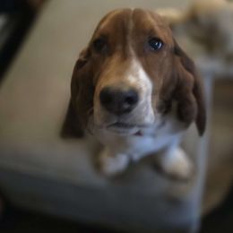 Fred - Basset Hound