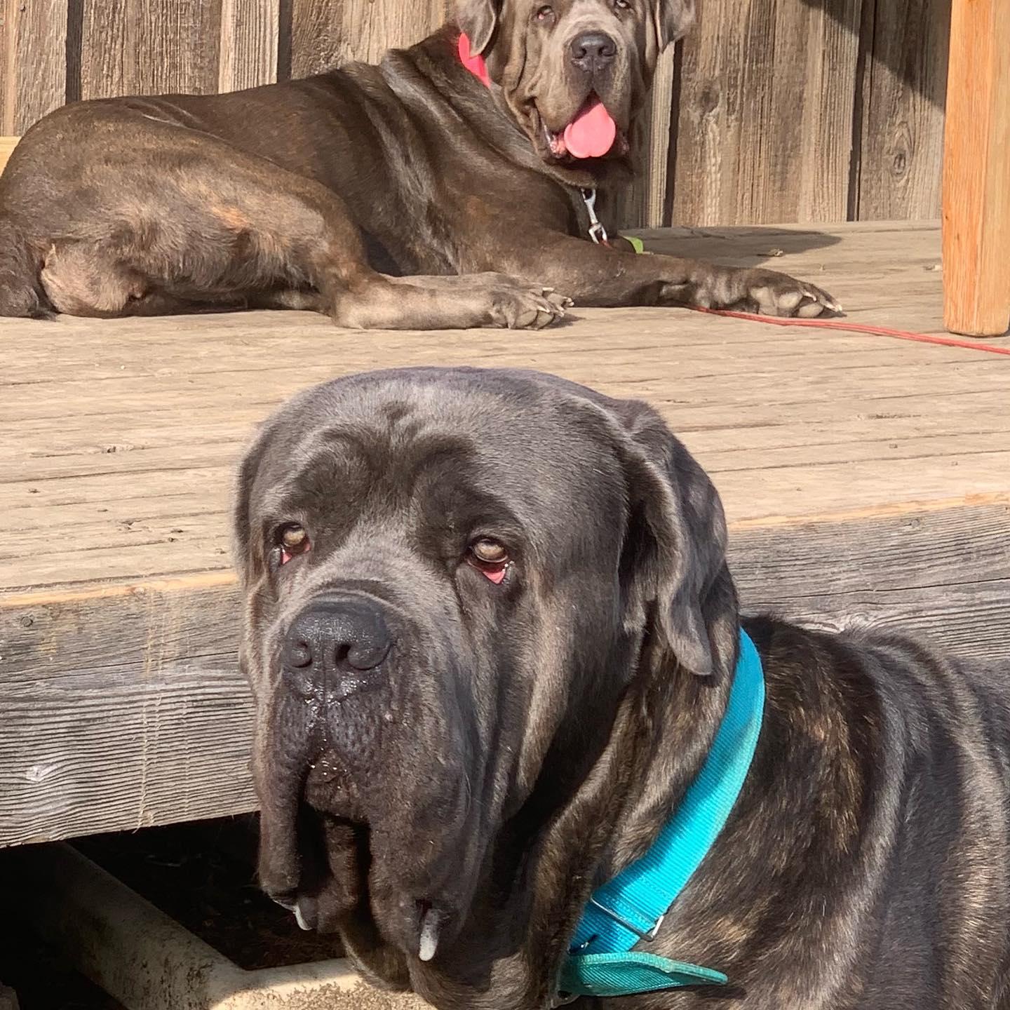 El Jefe Corsos in Missouri Cane Corso puppies Good Dog