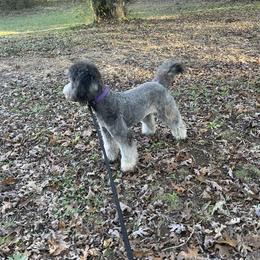 Ray - Bernedoodle