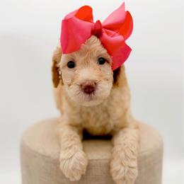 Denali - Apricot female Goldendoodle puppy in North Carolina from Tuxedo Mountain Doodles