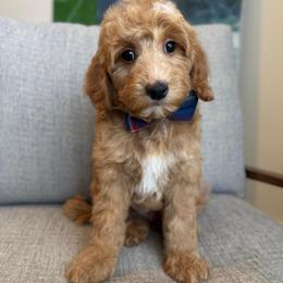 K-Blue Boy - Red  male Goldendoodle puppy in Lewisville, Texas from Texas Goldendoodle Lovers
