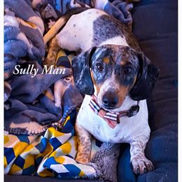 Sully - Dachshund