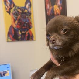 Brussels Griffons, Chihuahuas, and French Bulldogs from BZB Griffs