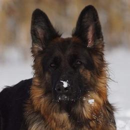Annie - German Shepherd