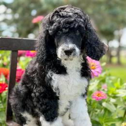 September - Parti male Poodle puppy in Lancaster, Minnesota from Finney Ranch