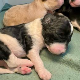 Black and White Sister- heart on forehead - Black and white female Sheepadoodle puppy in Cambridge, Ohio from Sweet Creek Pups