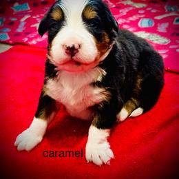 Carmel - Black rust and white female Bernese Mountain Dog puppy in Strasburg, Ohio from Lois Allison