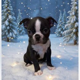 Stella Girl 3 - Black and white female Boston Terrier puppy in Brookville, Ohio from Best Friend Bostons