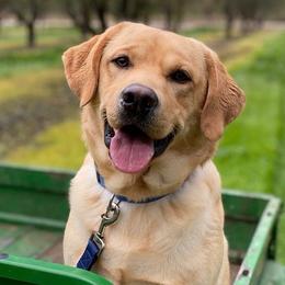 Colt - Labrador Retriever