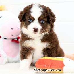 Simea - Red tri female Toy Australian Shepherd puppy in Ellsinore, Missouri from Shebang Aussies