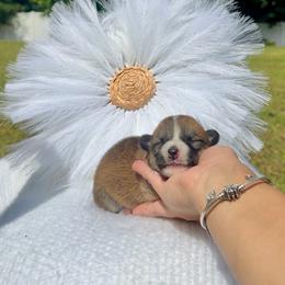 Scout - Red and white male American Corgi puppy in Florida from Sunrise Corgis