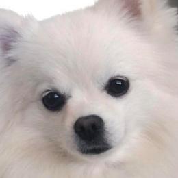 Sophie - Pomeranian