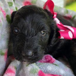 Stardust - Black and white female Aussiedoodle puppy in Louisville, Kentucky from Louisville Doodles