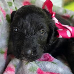 Stardust - Black and white female Aussiedoodle puppy in Louisville, Kentucky from Louisville Doodles