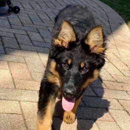 Bohemian Shepherd Puppies from Bohemia Schubertus