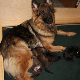 German Shepherds from Vom Haus Panzer