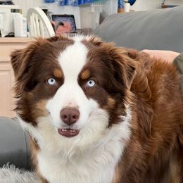 Presley - Miniature Australian Shepherd