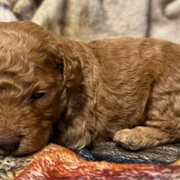 Lucas - Red  male Poodle puppy in Kidder, South Dakota from Continental Cavaliers
