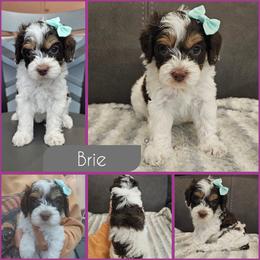 Brie - Brown and white female Cockapoo puppy in Zanesville, Ohio from Southtown Doodles LLC