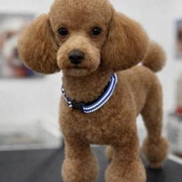Benny - Poodle