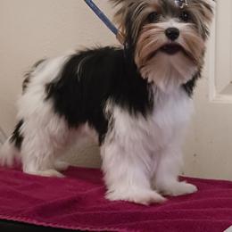 Noble Legacys Elegant Spencer - Black tan and white male Biewer Terrier puppy in Vancouver, Washington from Noble Legacy Biewers