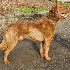 Chesapeake Bay Retrievers from Madrona Chesapeake Bay Retrievers