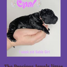 Opal - Sable Poodle puppy in Fort Calhoun, Nebraska from Devin’s Purple Poodles
