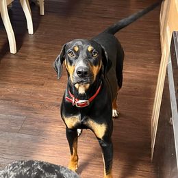 Ember - Catahoula Leopard Dog