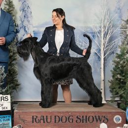 Winnie - Giant Schnauzer