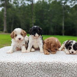 Bernedoodle and Cavapoo Puppies from Spencer's "lil" Cavapoos & Bernedoodles