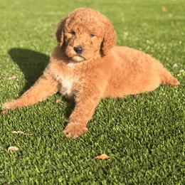 Girl 3 - Parti female Poodle puppy in Sn Bernrdno, California from JennieMiniPets